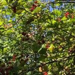 Viburnum opulusFruit