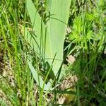 Iris aphylla Blad