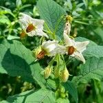 Solanum microdontum