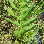 Sium latifolium Hoja