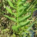 Sium latifolium Blad