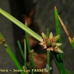 Schoenoplectus mucronatus 花