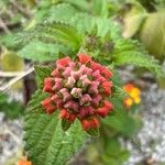 Lantana viburnoides花