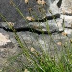 Carex sempervirens Други