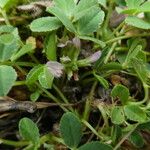 Trifolium thalii Blatt