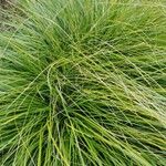 Carex elata Fuelha