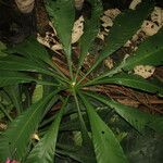 Grias cauliflora Листок