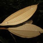 Miconia punctata Deilen