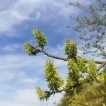 Salix caprea পাতা
