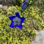 Gentiana alpina Blomma
