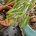 Kalanchoe serrata Leaf