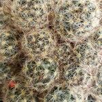 Mammillaria prolifera Листок