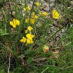 Lotus parviflorus 形態