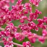 Rumex acetosella Flower