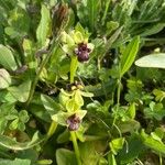 Ophrys bombylifloraŽiedas