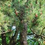 Pinus heldreichii Hábito