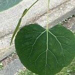 Populus tremuloides Feuille