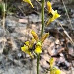 Eulophia orthoplectra Blüte