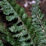 Trichomanes crispum Hoja