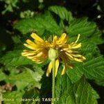 Crepis lampsanoides Flor