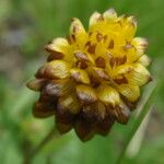 Trifolium badium फूल