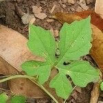 Momordica dioica Leaf