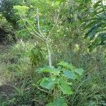 Jatropha curcas Habitatea