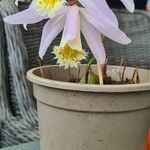 Pleione praecox Blomma