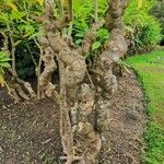 Brugmansia suaveolens Staniste