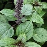 Ocimum kilimandscharicum Flower