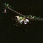 Hirtella physophora Flor