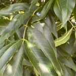 Fraxinus excelsior 葉
