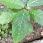 Ficus racemosa Leaf
