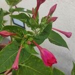 Mirabilis jalapa Floro