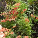 Keckiella ternata Агульны выгляд