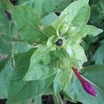 Mirabilis jalapa 果實