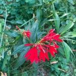 Lobelia cardinalis花