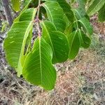 Lagerstroemia speciosa 葉