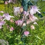 Aquilegia nigricansFlower