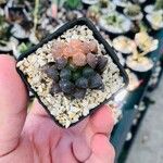 Haworthia cymbiformis Yaprak