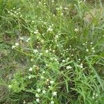 Parthenium hysterophorus Feuille