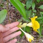 Mandevilla scabra Virág