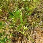Macrotyloma axillare Vivejo