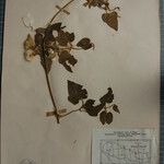 Clematis buchananiana Други