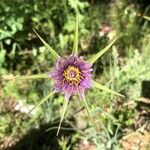 Tragopogon porrifolius Flor