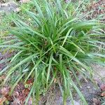 Carex baldensis Folha