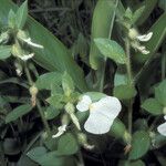 Pombalia calceolaria പുഷ്പം