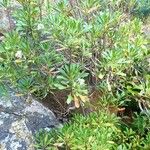 Iberis semperflorens Yeri