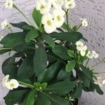 Euphorbia milii花