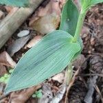 Cephalanthera damasonium Leaf